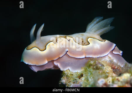 Sea slug nudibranche ou du Co Goniobranchus (Chromodoris coi) Mer de Chine du Sud, Asie, Malaisie, Redang Banque D'Images