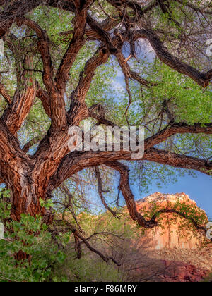 Vieux arbres cottonwood et falaises autour de Fruita, Capitol Reef National Park, Utah Banque D'Images
