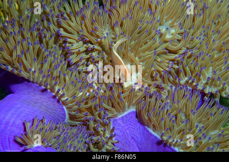 15 octobre 2014 - Mer de Chine du Sud, la Malaisie - Rose les poissons clowns ou rose poisson clown (Amphiprion perideraion) Mer de Chine du Sud, Asie, Malaisie, Redang (crédit Image : © Andrey Nekrasov/ZUMA/ZUMAPRESS.com) fil Banque D'Images