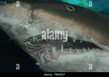 15 octobre 2014 - Mer de Chine du Sud, la Malaisie - Portrait sand tiger shark, requin nourrice gris tacheté, ragged-dent de requin, ou bleu-infirmière sand tiger (Carcharias taurus) .mer de Chine du Sud, Asie, Malaisie, Redang (crédit Image : © Andrey Nekrasov/ZUMA/ZUMAPRESS.com) fil Banque D'Images