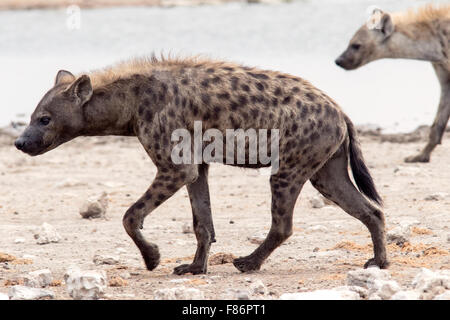 L'Hyène tachetée (Crocuta crocuta) - Etosha National Park, Namibie, Afrique Banque D'Images