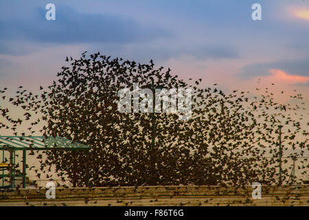 Oiseaux en vol, les troupeaux, voler dans les nuages à Blackpool, Lancashire, UK 6th Dec 2015. Météo France : 'Starling mumuration sur la jetée du Nord au crépuscule. Beaucoup, beaucoup de milliers d'étourneaux se rassemblent au coucher du soleil pour profiter de l'abri offert par les poutres en acier et des structures de l'Amérique centrale et des jetées, qui détournent les vents d'hiver arrimer la côte nord-ouest. Le grand nombre d'oiseaux locaux sont gonflé par d'autres personnes se joindre à partir du continent qu'ils effectuer de superbes acrobaties aériennes, swooping et plongée comme si une masse noire, … fascinant de voir. Banque D'Images