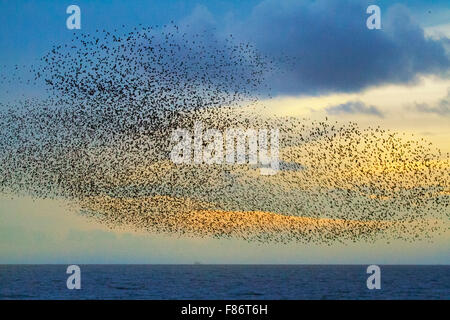 Blackpool, Lancashire, UK 6th Dec 2015. Météo France : Starling mumuration sur la jetée du Nord au crépuscule. Beaucoup, beaucoup de milliers d'étourneaux se rassemblent au coucher du soleil pour profiter de l'abri offert par les poutres en acier et des structures de l'Amérique centrale et des jetées, qui détournent les vents d'hiver arrimer la côte nord-ouest. Le grand nombre d'oiseaux locaux sont gonflé par d'autres personnes se joindre à partir du continent qu'ils effectuer de superbes acrobaties aériennes, swooping et plongée comme si un solide, noir de masse radio-commandé … fascinant de voir. Credit : MarPhotographics/Alamy Live News Banque D'Images