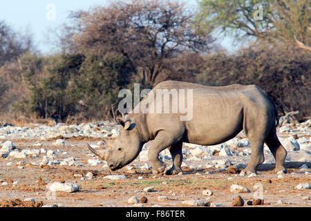 Le Rhinocéros noir (Diceros bicornis) à Klein Namutoni Waterhole - Etosha National Park, Namibie, Afrique Banque D'Images