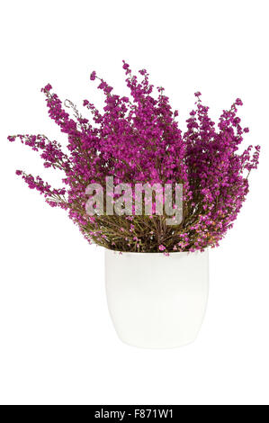 Purple Heather dans le pot blanc isolé sur fond blanc Banque D'Images