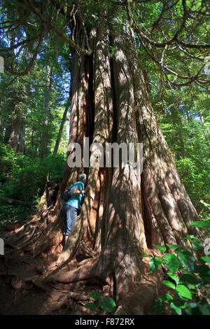 Des arbres géants de Cathedral Grove sur l'autoroute Pacific Rim sur l'île de Vancouver. Banque D'Images