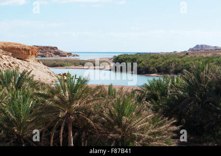 Aperçu de l'île de Socotra, au Yémen : une rivière et le Palms Banque D'Images