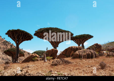 Plateau Homhil, Socotra, au Yémen, au Moyen-Orient : aperçu de la forêt arbres Sang Dragon, arbre endémique ainsi appelé en raison de sa sève rouge Banque D'Images