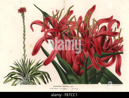 Gymea lily, Doryanthes excelsa. Nouvelle Galles du Sud, Australie. Lithographie coloriée de Louis van Houtte et Charles Lemaire Fleurs des Jardins et serres de l'Europe, Flore des serres et des Jardins de l'Europe, Gand, Belgique, 1870. Banque D'Images