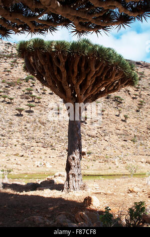 Plateau Homhil, Socotra, au Yémen, au Moyen-Orient : aperçu de la forêt arbres Sang Dragon, arbre endémique ainsi appelé en raison de sa sève rouge Banque D'Images