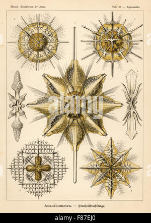 Les espèces de protozoaires de radiolaires existent Acantharia : Xiphacantha Stauracantha 1 espèces, 2 Phyllostauridae spinulosa, espèces, 3 Pristacantha Lithopteridae 4 espèces de poissons, 5 espèces d'Gigartaconidae, 6,7. Chromolithographie par Adolf Glitsch à partir d'une illustration par Ernst Haeckel à partir de formes d'art dans la nature, Kunstformen der Natur, Leipzig, Allemagne, 1904. Banque D'Images