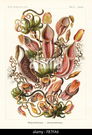 Nephenaceae ou pitcher plants : Nepenthes gymnamphora (Nepenthes melamphora), plante carnivore originaire d'Indonésie. Chromolithographie par Adolf Glitsch à partir d'une illustration par Ernst Haeckel à partir de formes d'art dans la nature, Kunstformen der Natur, Leipzig, Allemagne, 1904. Banque D'Images