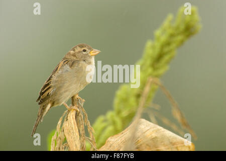 American Tree Sparrow sur une tige de maïs, à gauche pour les oiseaux à fini de manger avant de retourner sous le champ Banque D'Images