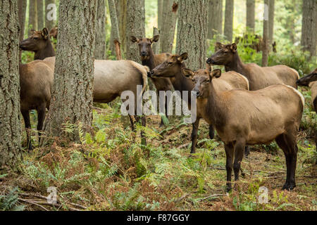 Harem de Wapiti n dans le nord-ouest de Trek Wildlife Park près de Washington, aux États-Unis, d'Eatonville Banque D'Images