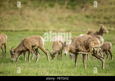 Troupeau de Mouflons femelles dans le nord-ouest de Trek Wildlife Park près de Washington, aux États-Unis, d'Eatonville Banque D'Images