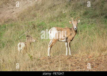 Deux femelles mouflons dans le nord-ouest de Trek Wildlife Park près de Washington, aux États-Unis, d'Eatonville Banque D'Images