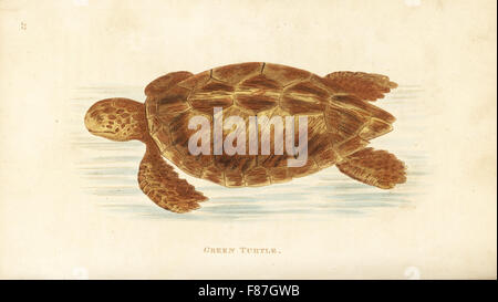 La tortue verte, Chelonia mydas (Testudo mydas). En voie de disparition. La gravure sur cuivre coloriée par Heath après une illustration par George Shaw de son Général Zoologie, Amphibia, Londres, 1801. Banque D'Images