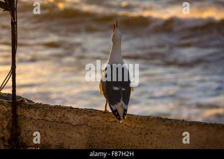 Seagull sur le toit d'une maison à Essaouira, Maroc. Banque D'Images