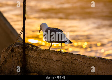 Seagull sur le toit d'une maison à Essaouira, Maroc. Banque D'Images