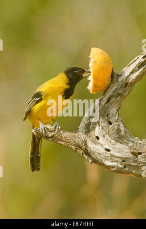 L'Audubon graduacauda (manger) une orange à une mangeoire à Cozad Ranch dans le sud du Texas près de Linn, USA Banque D'Images