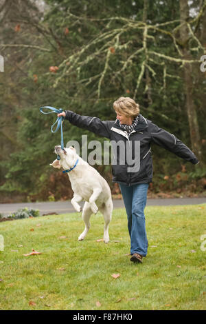 Murphy, anglais Yellow Labrador Retriever, sautant pour attraper sa laisse pendant l'exécution aménage dans Issaquah, Washington, USA Banque D'Images