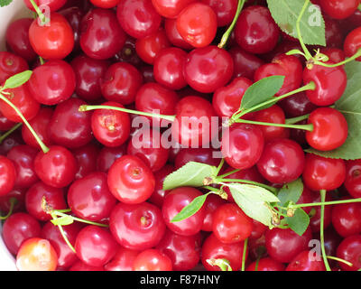 Les cerises mûrissent dans un verger autocueillette dans le Massachusetts Berkshires. Banque D'Images