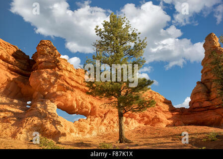 Le long du sentier des arches moussues. Bryce National Park, Utah Banque D'Images