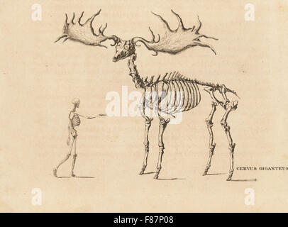 Squelette d'une espèce éteinte, Megaloceros giganteus elk irlandaise (Cervus giganteus) avec squelette humain. Après une gravure par William Lizars. Lithographie coloriée de Georg Friedrich Treitschke's Galerie d'histoire naturelle, des Thierreiches Naturhistorischer Bildersaal, Leipzig, 1840. Banque D'Images