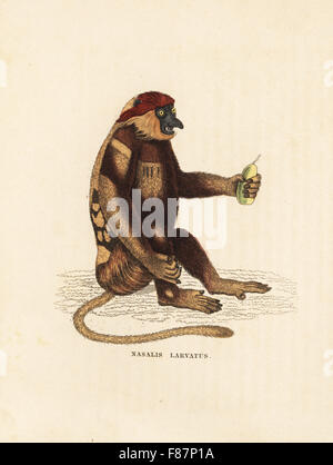 Proboscis Monkey ou singe, bec long Nasalis larvatus. En voie de disparition. Lithographie coloriée de Georg Friedrich Treitschke's Galerie d'histoire naturelle, des Thierreiches Naturhistorischer Bildersaal, Leipzig, 1840. Banque D'Images