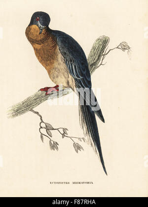 Tourte ou pigeon sauvage, Ectopistes migratorius. Disparu. Gravure coloriée après une illustration par Edward Lear de Georg Friedrich Treitschke's Galerie d'histoire naturelle, des Thierreiches Naturhistorischer Bildersaal, Leipzig, 1842. Banque D'Images