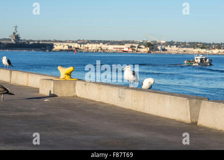 Mouettes, Pier, port, bateau. San Diego, Californie, USA. Banque D'Images