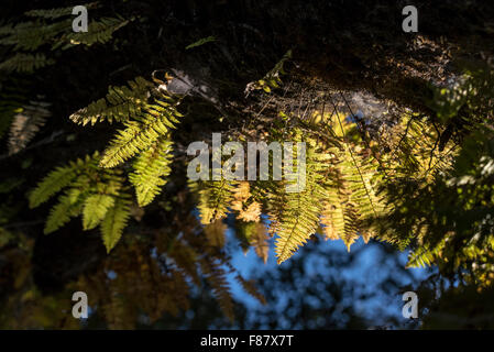 Fougères épiphytes poussant sur une branche d'arbre dans la forêt Harenna, montagnes de balle, de l'Éthiopie Banque D'Images