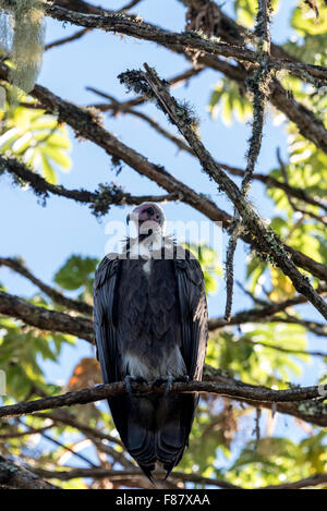 Un vautour à capuchon perché sur un arbre dans la montagne de balle de l'Éthiopie Banque D'Images