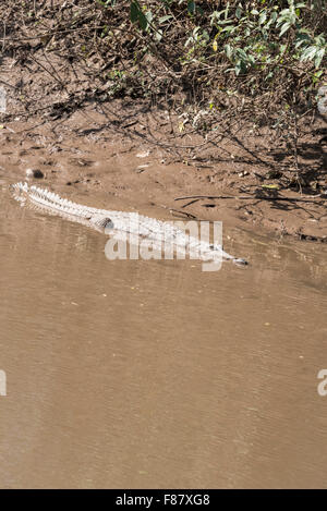 Un Crocodile du Nil au soleil sur la berge à fleur d'eau en Ethiopie Banque D'Images