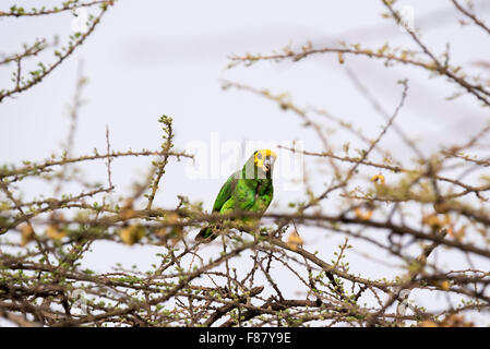 Une Amazone à front jaune perché. Un Éthiopien endémique et l'un d'un troupeau de plus de 20 vu Banque D'Images