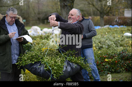 Acheteur gui pesant les grappes à la Gui et houx de Noël aux enchères à Tenbury Wells. Les ventes de décembre ont tenu une Banque D'Images