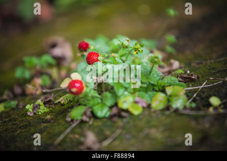 Fraisier sauvage avec des feuilles vertes et de fruits rouges Banque D'Images