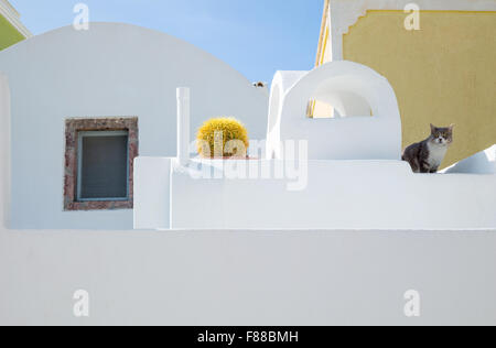 Grèce, Santorin, Pyrgos, architectures traditionnelles du village avec cat Banque D'Images