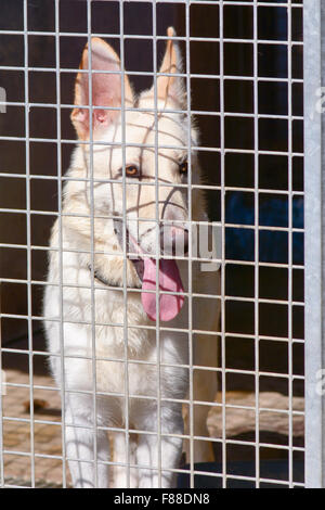 Berger allemand en chenil à Dog Rescue center en attente d'une chance d'être ré-hébergement Banque D'Images