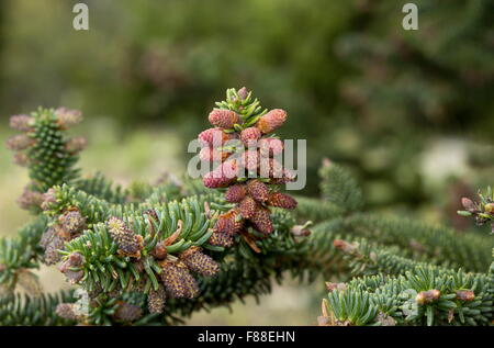 Sapin pectiné, Abies pinsapo, les cônes mâles au printemps. La Sierra de las Nieves, Espagne. Banque D'Images