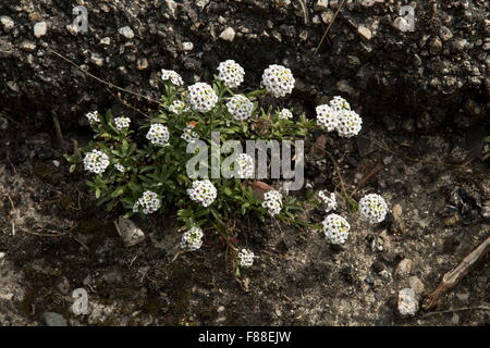 Lobularia maritima alyssum doux, en fleurs, sur du calcaire, de l'Espagne. Banque D'Images