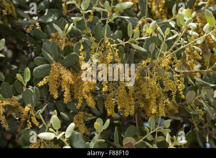 Chêne vert, forme occidentale, Quercus rotundifolia, en fleurs, en dehesa, Sierra de Grazalema, Espagne. Banque D'Images