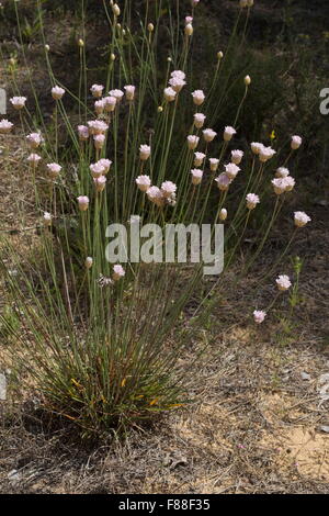 L'épargne, l'Armeria pungens sur dunes de sable, au sud-ouest de l'Espagne. Banque D'Images