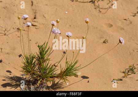 L'épargne, l'Armeria pungens sur dunes de sable, au sud-ouest de l'Espagne. Banque D'Images