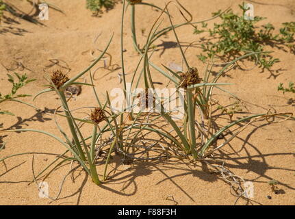 Galingale dunes, Cyperus capitatus, sur du sable-dunes, au sud-ouest de l'Espagne. Banque D'Images