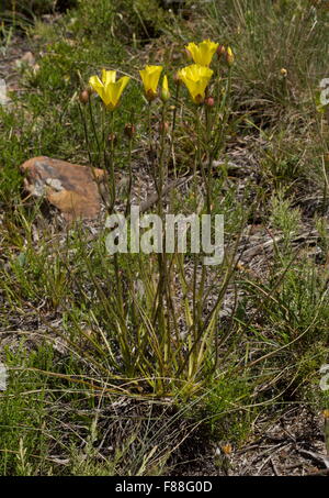 Le rossolis portugais ou de rosée, Drosophyllum lusitanicum Pin - rare plante insectivore, le sud-ouest de l'Espagne. Banque D'Images