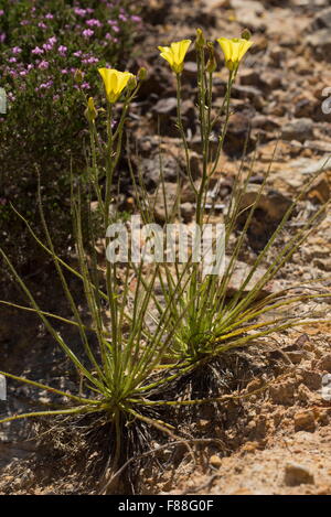 Le rossolis portugais ou de rosée, Drosophyllum lusitanicum Pin - rare plante insectivore, le sud-ouest de l'Espagne. Banque D'Images