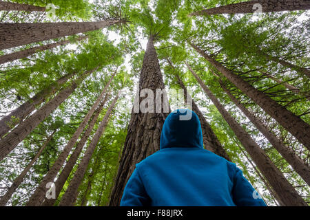 Man looking up in a forest Banque D'Images