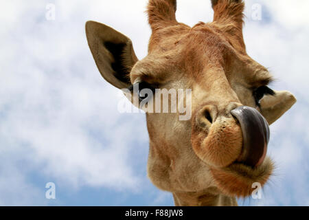 Un gros plan d'une Girafe (Giraffa camelopardalis) à la maison de la faune Girafe Awareness Centre, Afrique du Sud. Banque D'Images