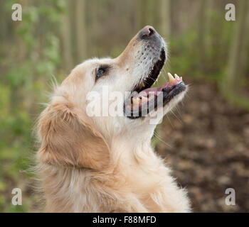 Golden labrador exécutant à travers bois sautant chien de travail chasse d'arbres Banque D'Images